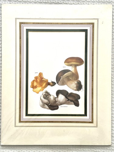 British botanical prints - british,