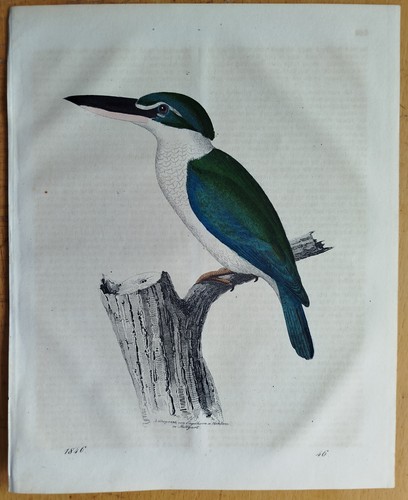 Vögel eisvogel buch der - vögel,