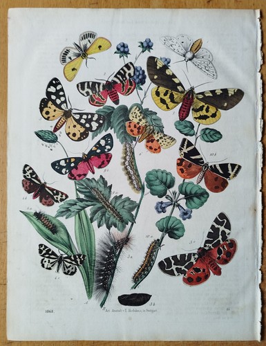 Schmetterlinge falter - schmetterlinge,